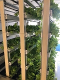 Gunning Bedford Middle School Hydroponics